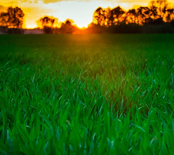 sunset-grass-46876